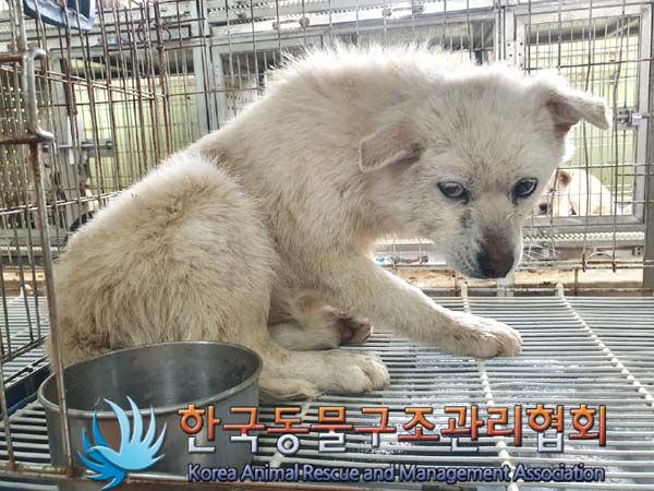 한국동물구조관리협회_441560202300227